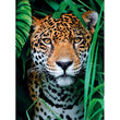 Laden Sie das Bild in den Galerie-Viewer, Jaguar In The Jungle - 500 teile