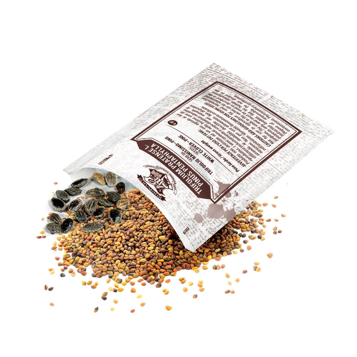 Harry Potter - Terrarium