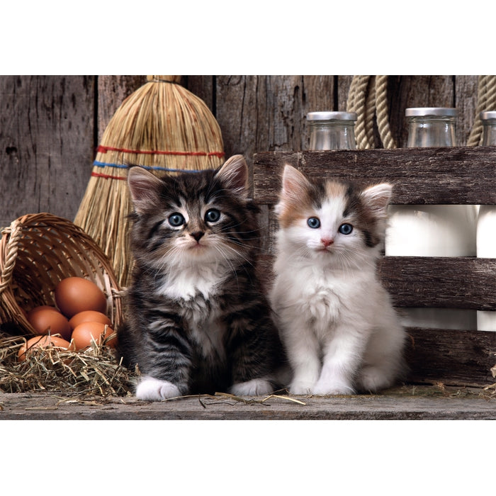 Lovely Kittens - 1000 teile