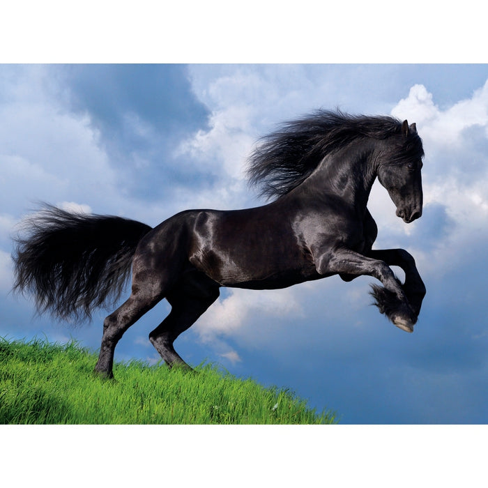 Fresian Black Horse - 500 teile