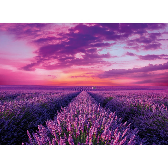 Lavender Field - 1000 teile